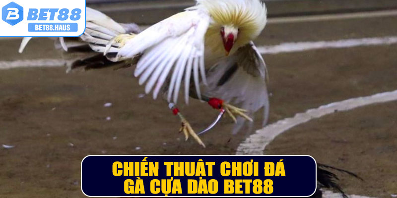 Chiến thuật chơi đá gà cựa dao BET88