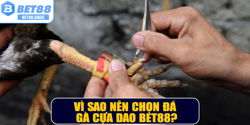 Vì sao nên chọn đá gà cựa dao BET88?