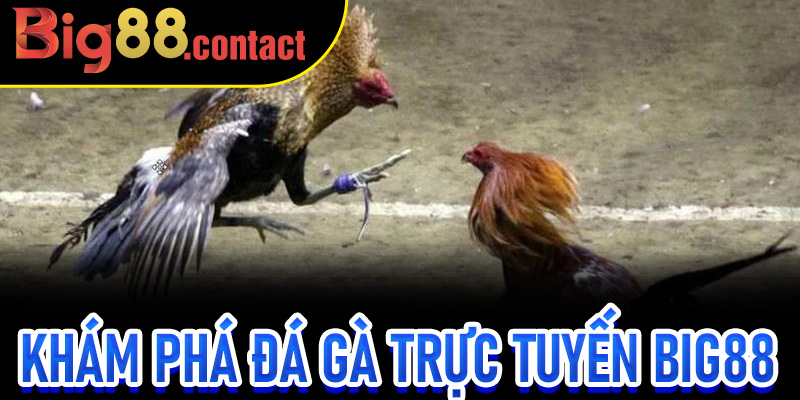 Khám phá Đá Gà Trực Tuyến Big88