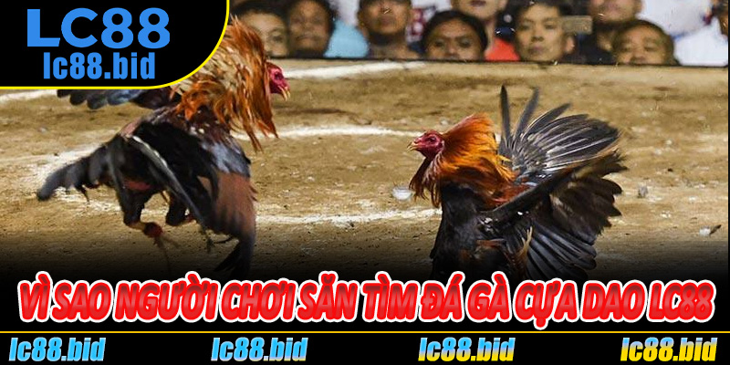 Vì Sao Người Chơi Săn Tìm Đá Gà Cựa Dao Lc88 Mỗi Ngày