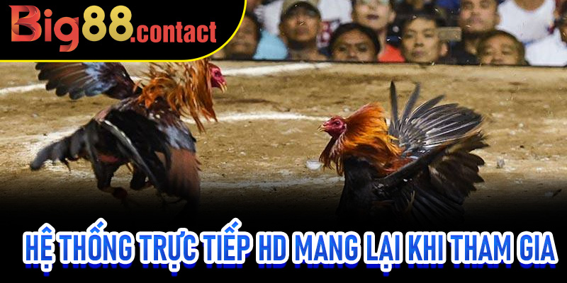 Hệ thống trực tiếp HD mang lại khi tham gia đá gà trực tuyến Big88