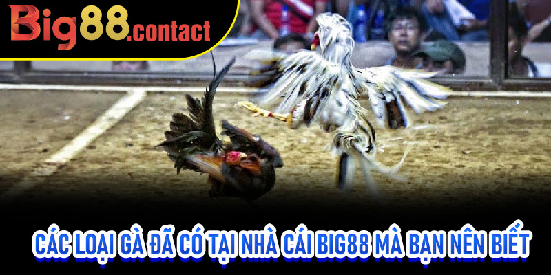 Các loại gà đã có tại nhà cái Big88 mà bạn nên biết