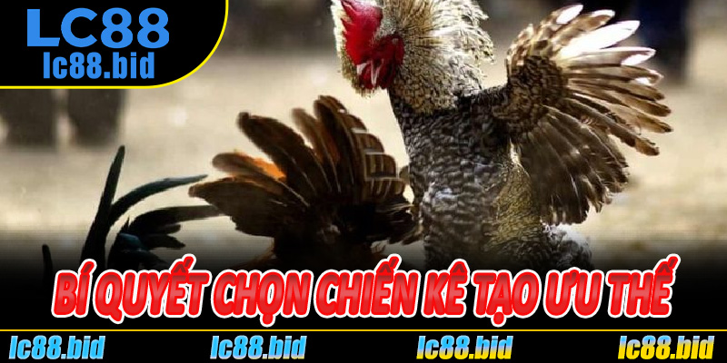 Bí Quyết Chọn Chiến Kê Tạo Ưu Thế Trên Sàn Đá Gà Cựa Dao Lc88
